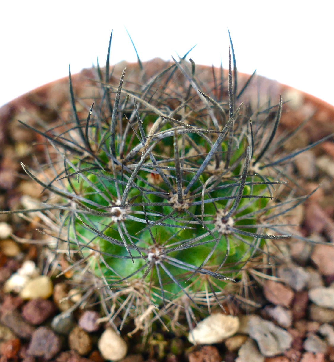 Neoporteria huascensis small succulent cactus with dark long spines and bright green body