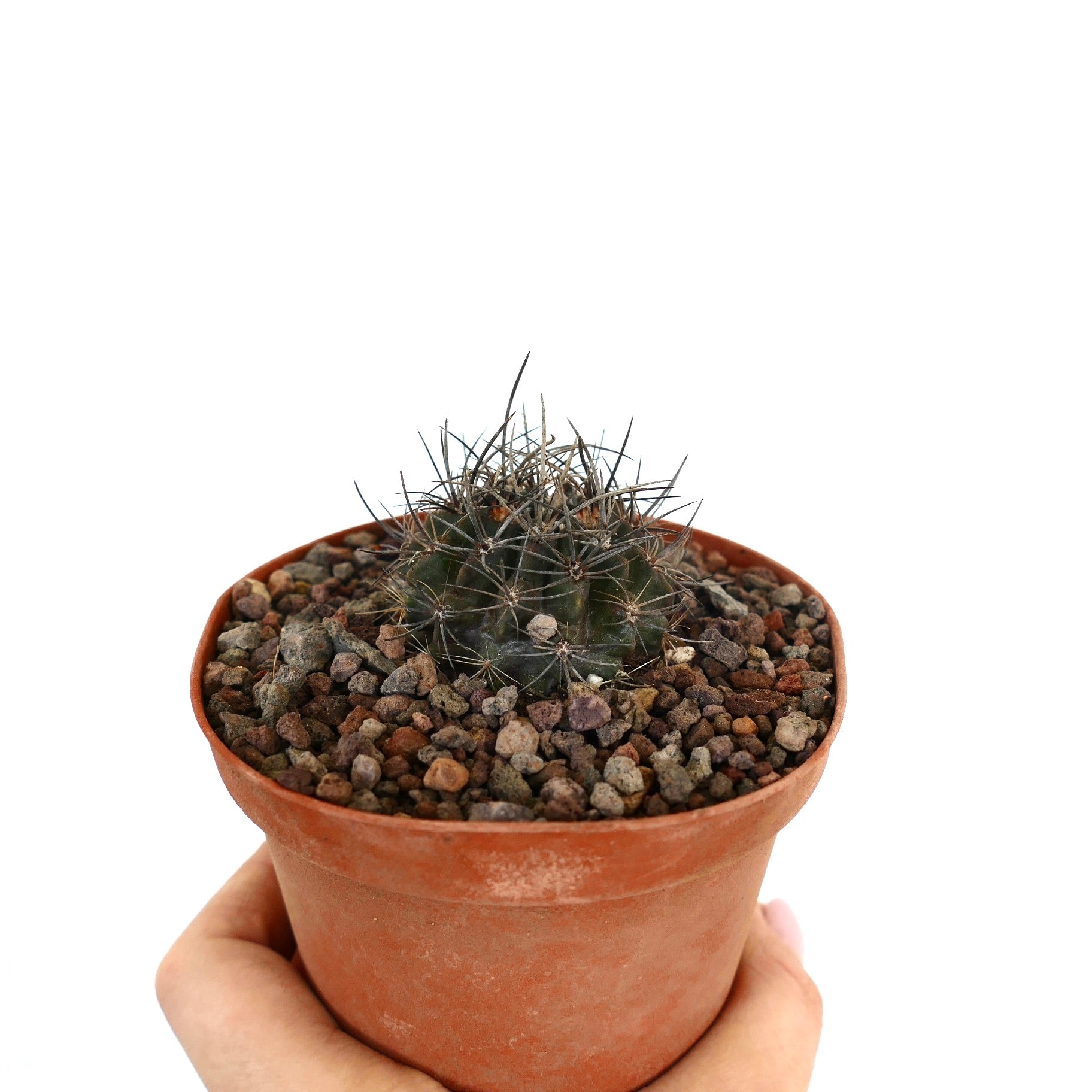 Neoporteria huascensis kleiner dunkelgrüner Kaktus mit langen scharfen Stacheln in Terrakottatopf