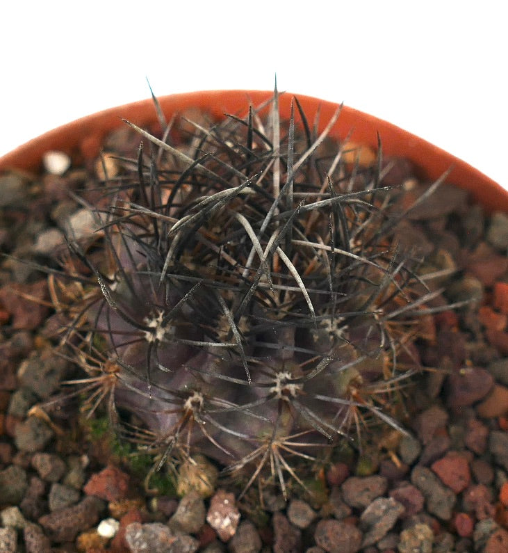 Neoporteria huascensis small dark succulent cactus with dense sharp spines in pot