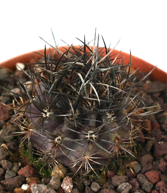 Neoporteria huascensis rare dark purple cactus with dense long black spines in pot
