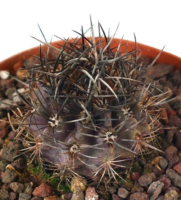 Neoporteria huascensis rare dark purple cactus with dense sharp black spines in pot
