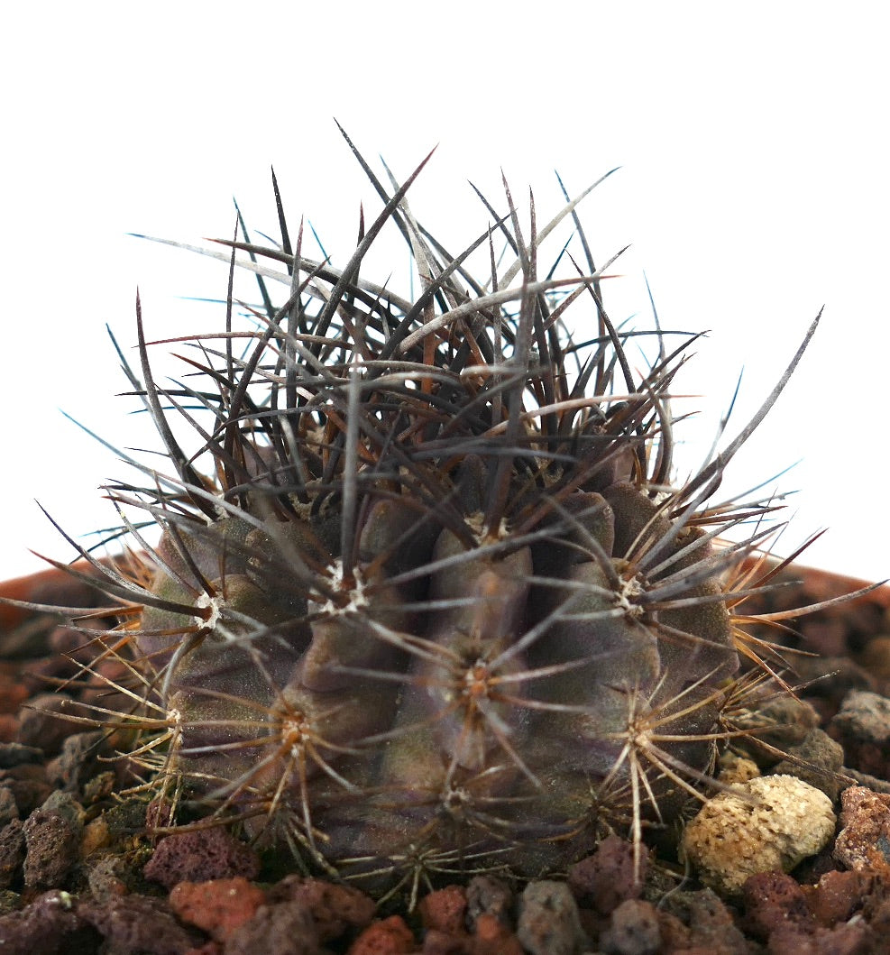 Neoporteria huascensis small dark succulent cactus with dense long sharp spines in rocky soil