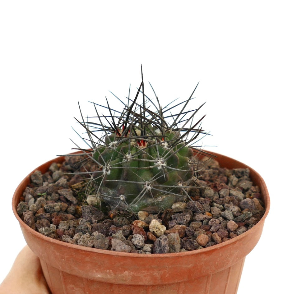 Neoporteria iquiquensis small cactus with dense long dark spines in terracotta pot