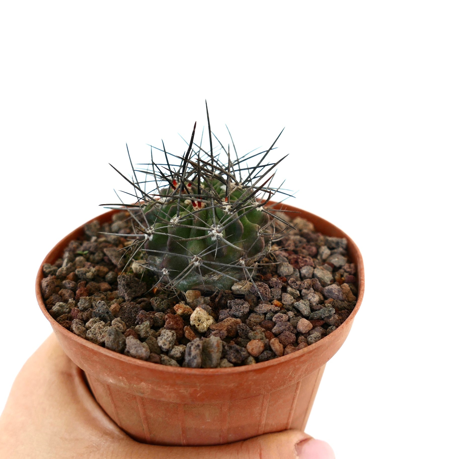Neoporteria iquiquensis small green cactus with long sharp black spines in pot