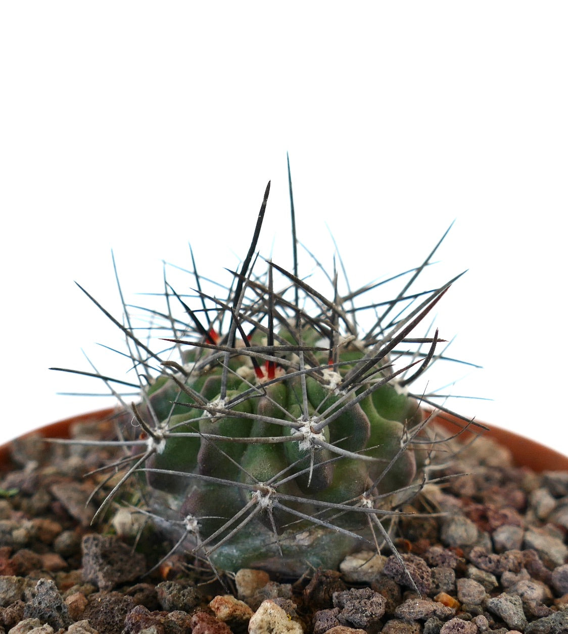 Neoporteria iquiquensis small succulent cactus with long sharp spines on rocky soil