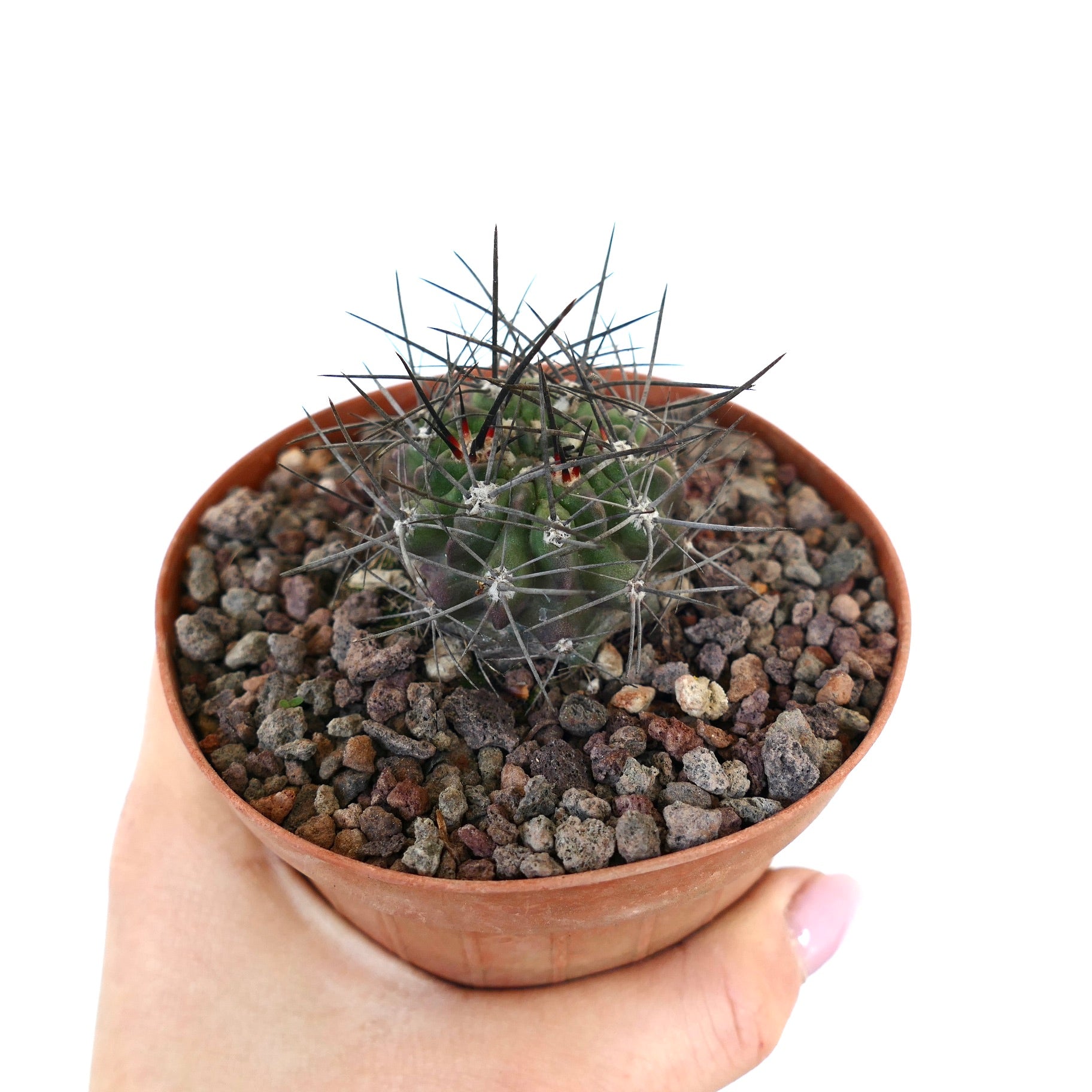 Neoporteria iquiquensis small round cactus with long dark spines in terracotta pot