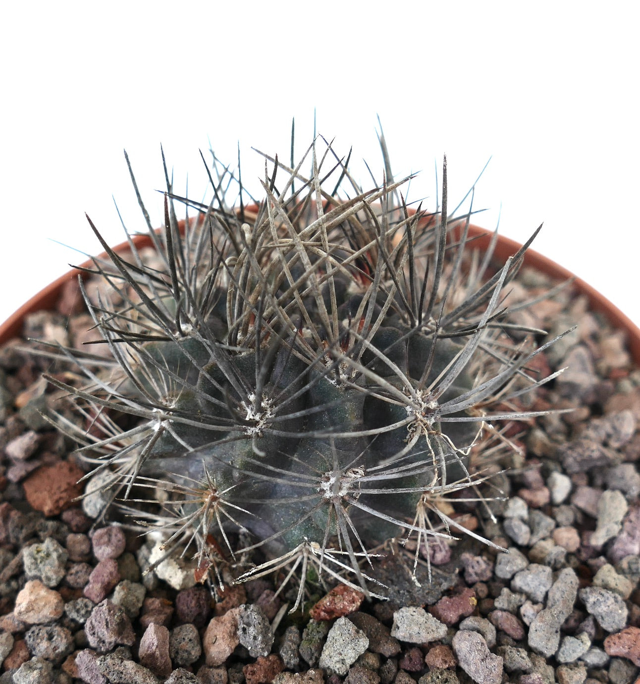 Neoporteria iquiquensis rare succulent cactus with dense long dark spines and textured body