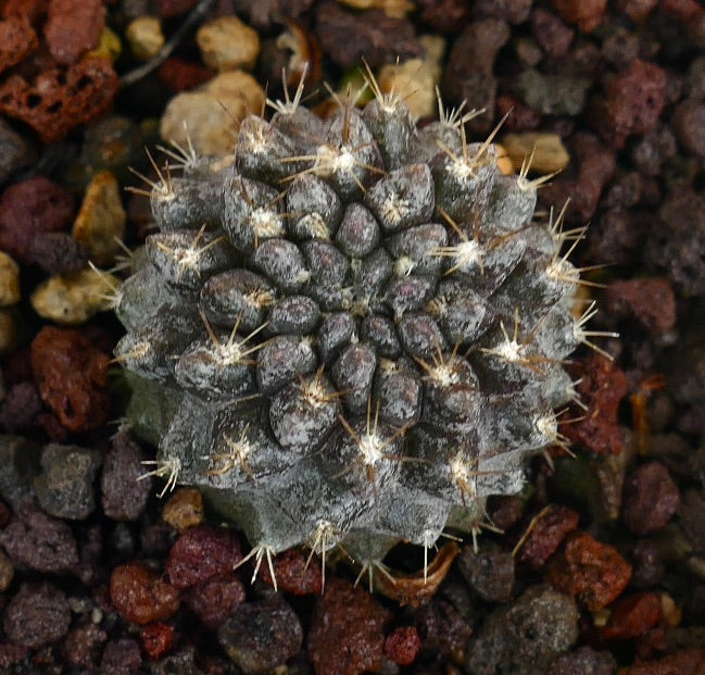 Neoporteria occulta pianta grassa con corpo grigio testurizzato e spine di media lunghezza affilate