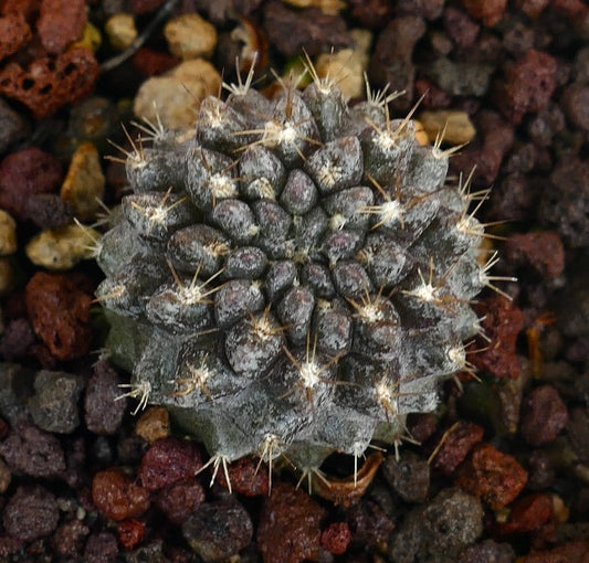 Neoporteria occulta pianta grassa con corpo grigio testurizzato e spine di media lunghezza affilate
