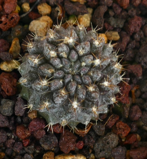 Neoporteria occulta raro cactus succulento con corpo grigio e spine medie su terreno roccioso