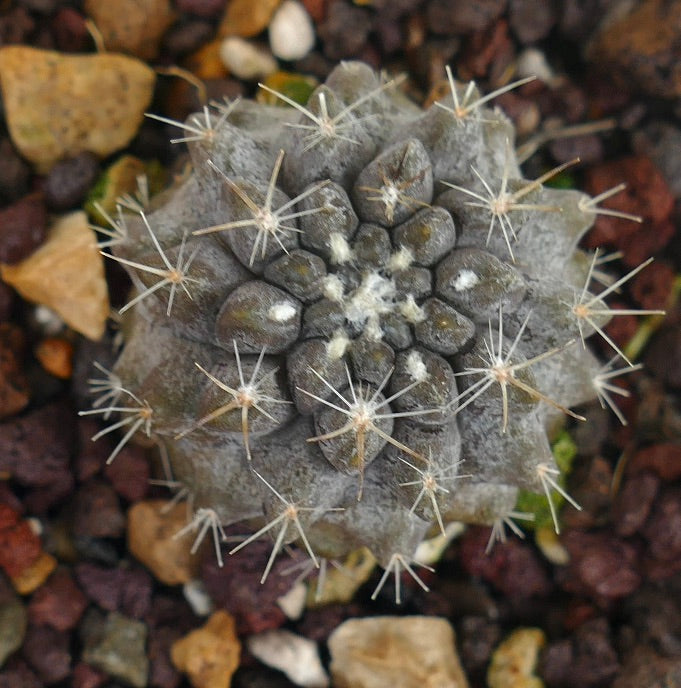 Neoporteria occulta raro cacto suculento com espinhos cinzentos e superfície texturizada