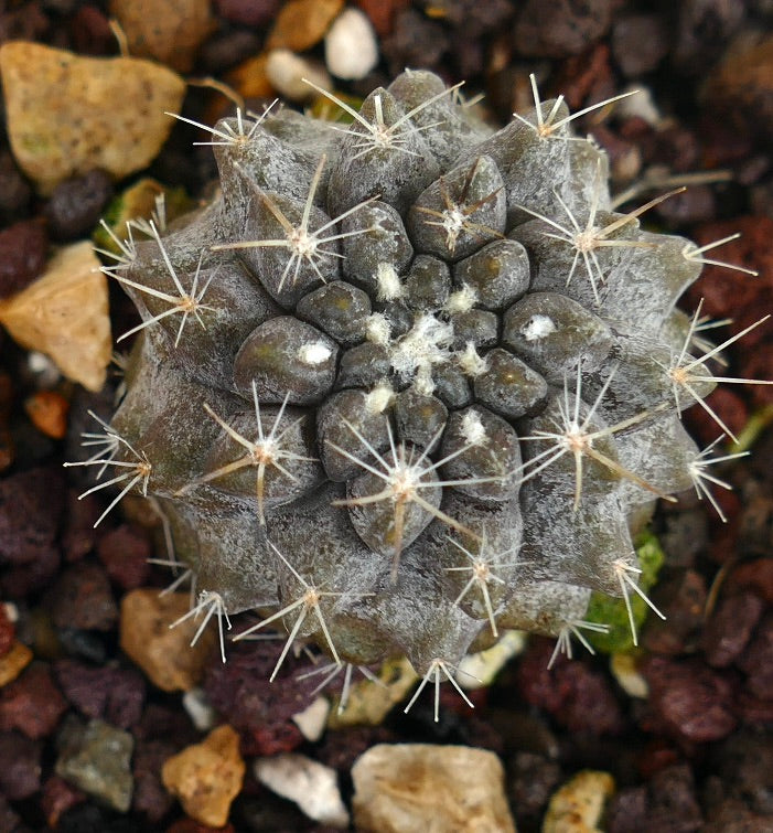 Neoporteria occulta suculenta cacto com espinhos cinzentos e corpo enrugado texturizado