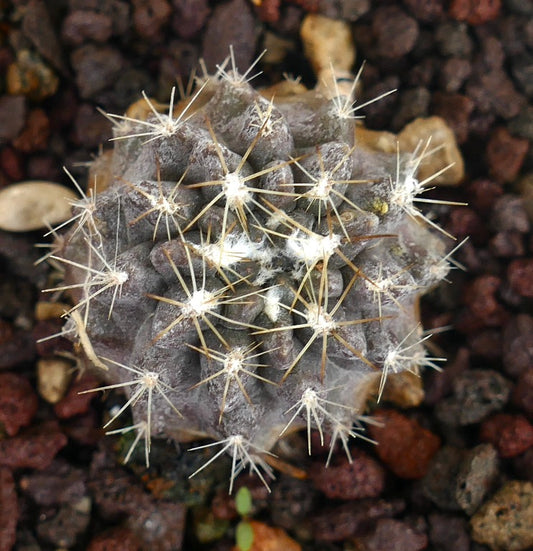 Neoporteria occulta suculenta cacto com corpo cinzento e espinhos médios e afiados em solo rochoso