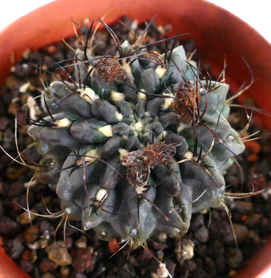 Neoporteria occulta South of Paposo, Chile