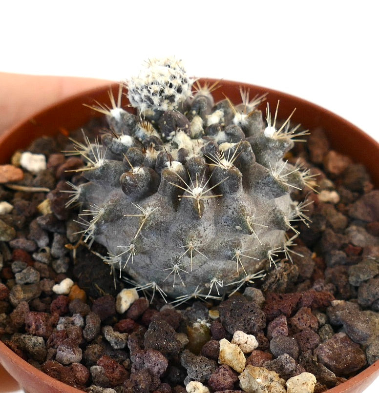 Neoporteria occulta seltener grauer Sukkulenten-Kaktus mit weißen Stacheln und strukturierter Oberfläche