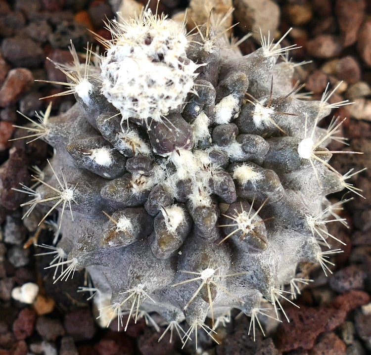 Neoporteria occulta seltener dunkler Sukkulenten-Kaktus mit weißer Wolle und langen Stacheln