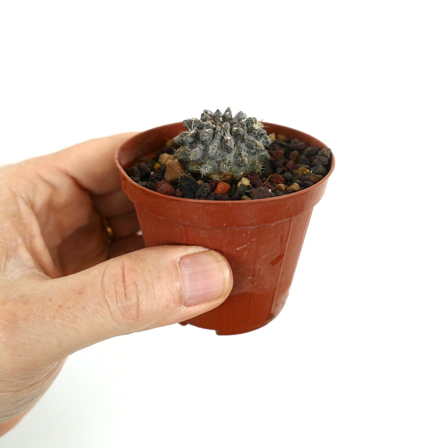 Neoporteria occulta kleine graue sukkulente Kaktus mit strukturierter Oberfläche und winzigen Stacheln im Topf