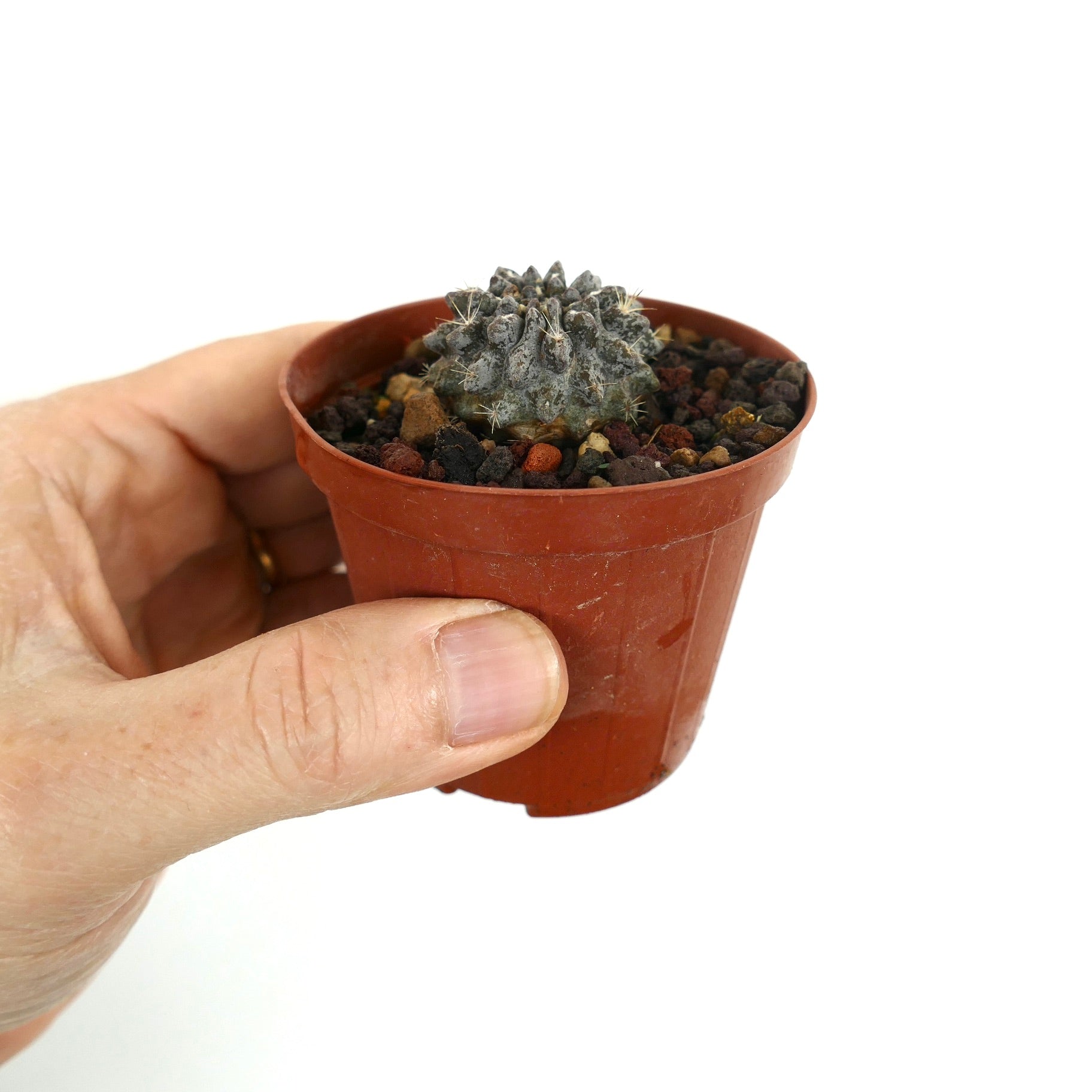 Neoporteria occulta kleine graue sukkulente Kaktus mit strukturierter Oberfläche und winzigen Stacheln im Topf