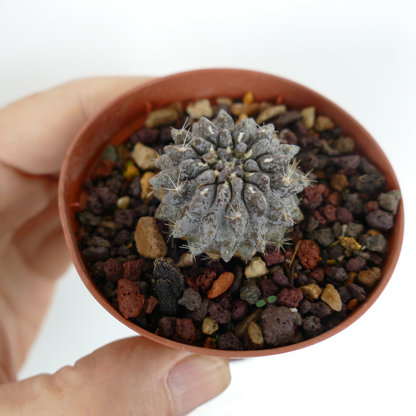 Neoporteria occulta kleine graue sukkulente Kaktee mit kurzen Stacheln im Topf