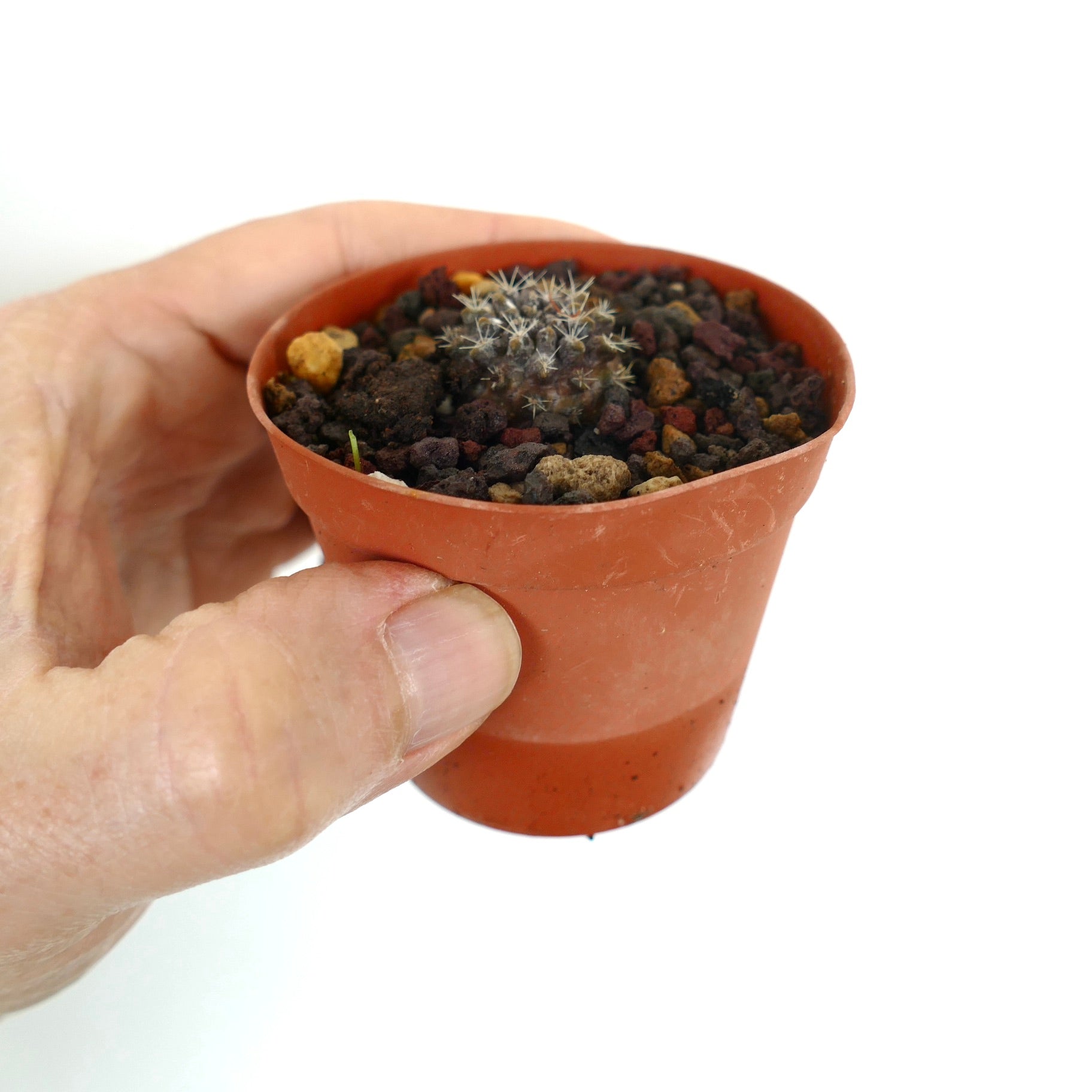 Neoporteria occulta kleiner Kaktus-Sämling mit dichten weißen Stacheln in kleinem Terrakottatopf