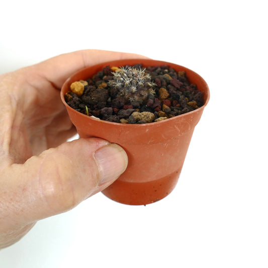 Neoporteria occulta kleiner Kaktus-Sämling mit dichten weißen Stacheln in kleinem Terrakottatopf