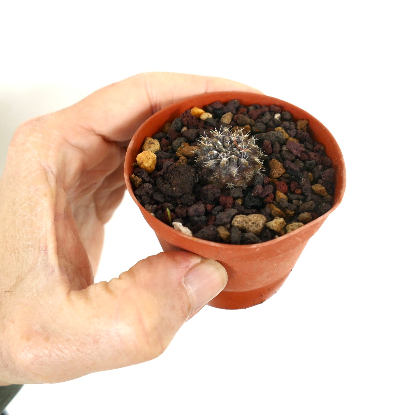 Neoporteria occulta kleine Kaktuspflanze mit dichten weißen Stacheln im Terrakottatopf