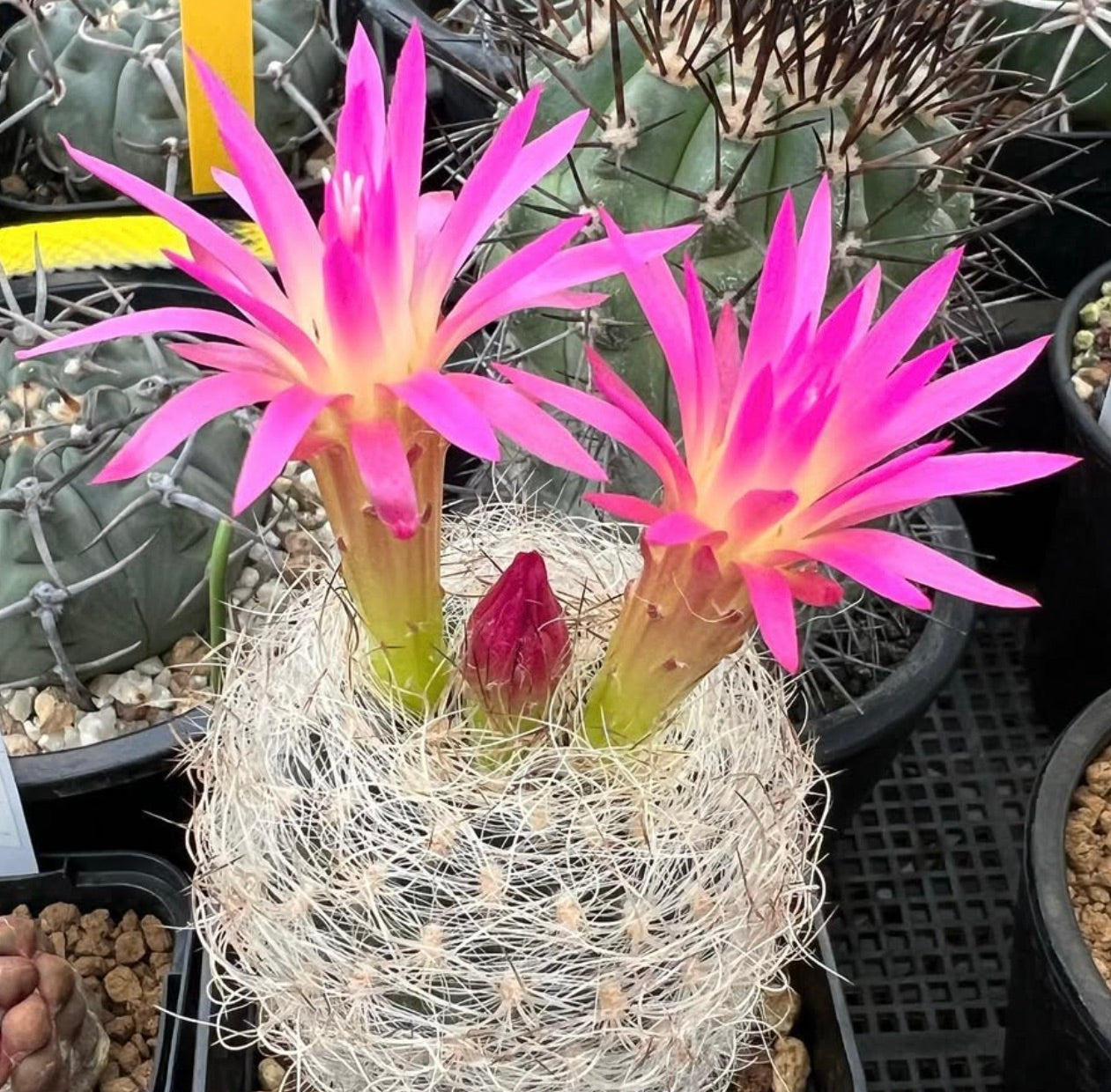 Neoporteria senilis cactus with white spines and bright pink flowers blooming in pot