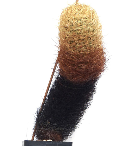 Neoporteria senilis var. gerocephala tall cylindrical cactus with dense golden and dark spines