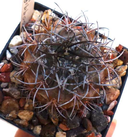 Neoporteria subgibbosa small round cactus with dense curved grayish spines and textured surface