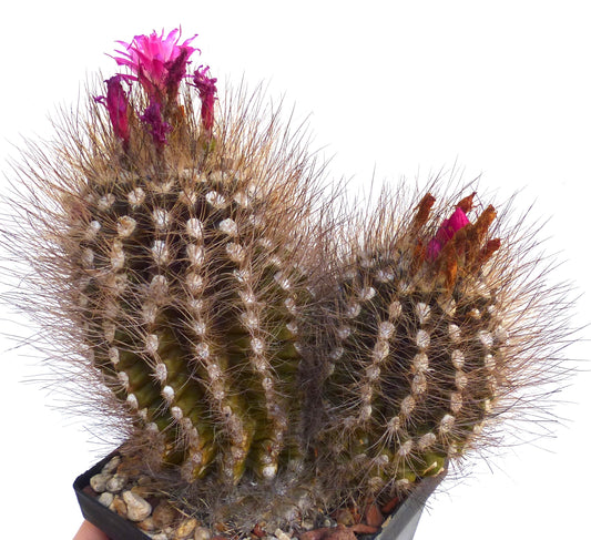 Neoporteria villosa cactus with dense spines and vibrant pink flowers in a small pot