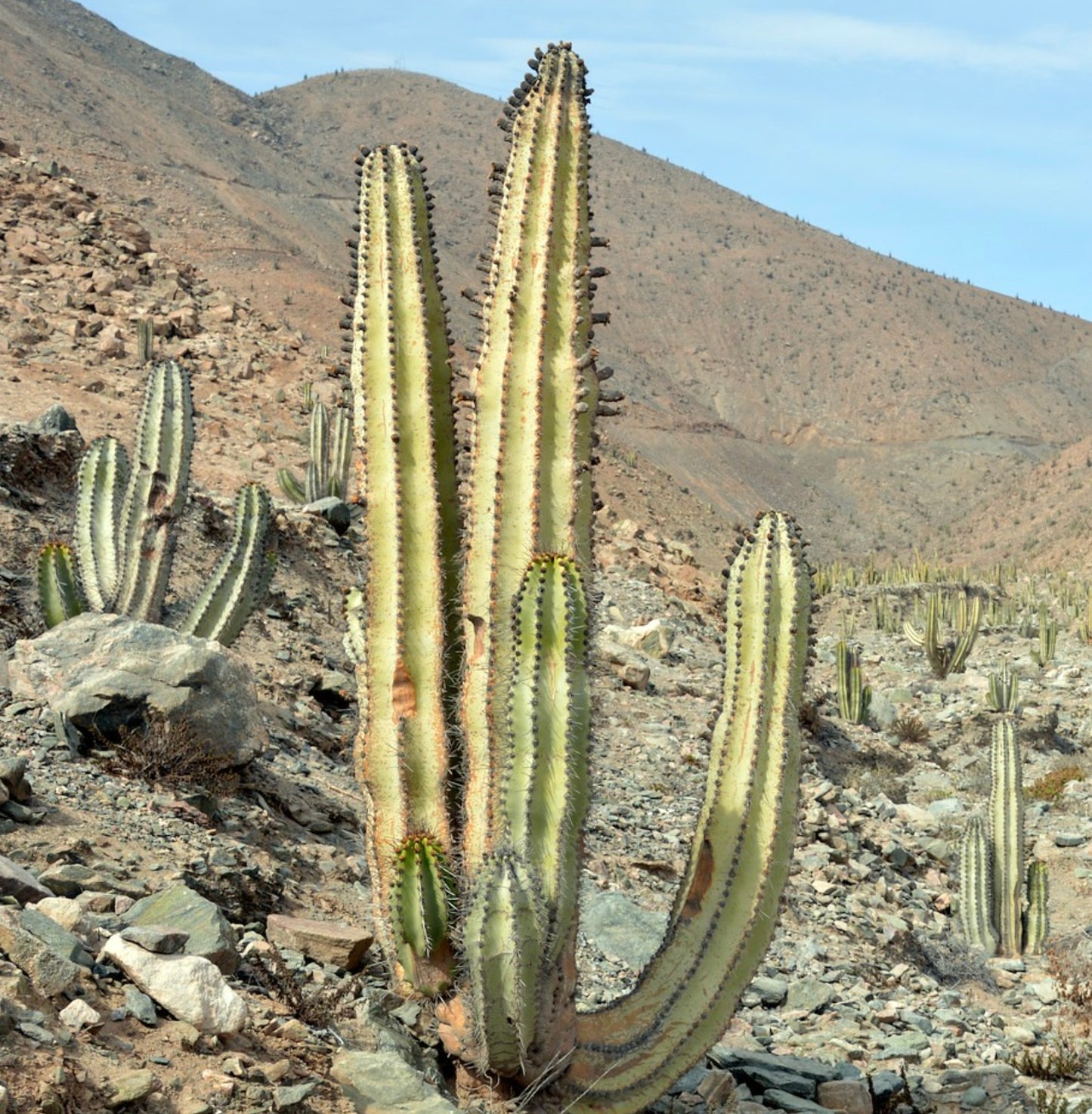 Neoraimondia arequipensis tall succulent cactus with prominent ribs and dark areoles in rocky desert