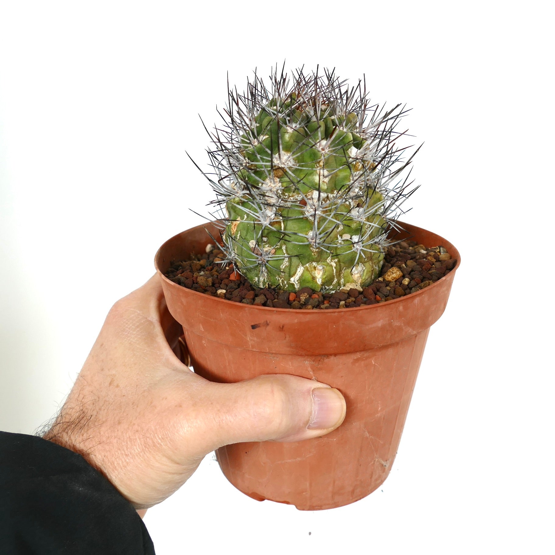 Neowerdermannia Chilensis | Botanical Archive | ユニークなサボテン種