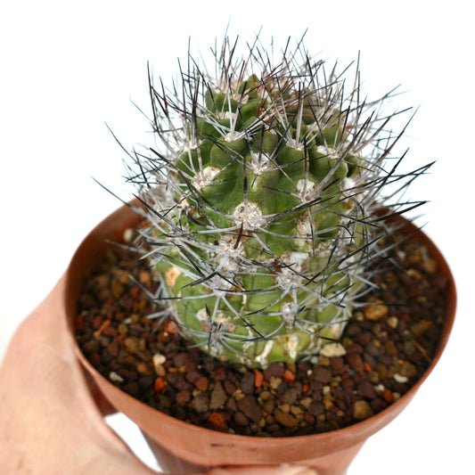Neowerdermannia chilensis var. putrensis small green cactus with long black and white spines in pot