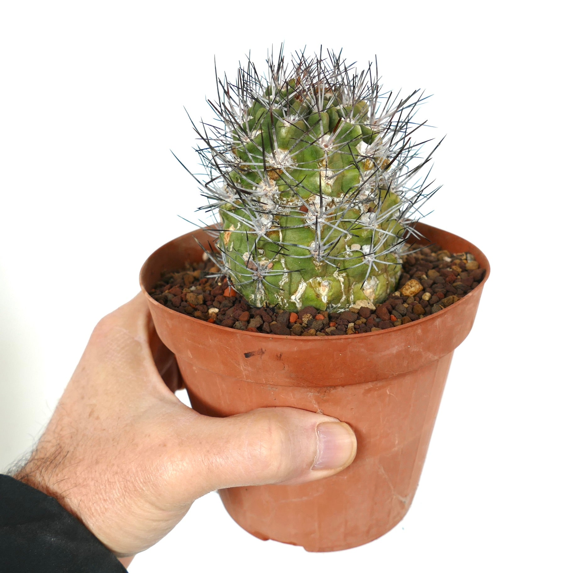 サボテン 楽天市場】花サボテン*S 幅3cm : 遊恵盆栽 楽天市場店