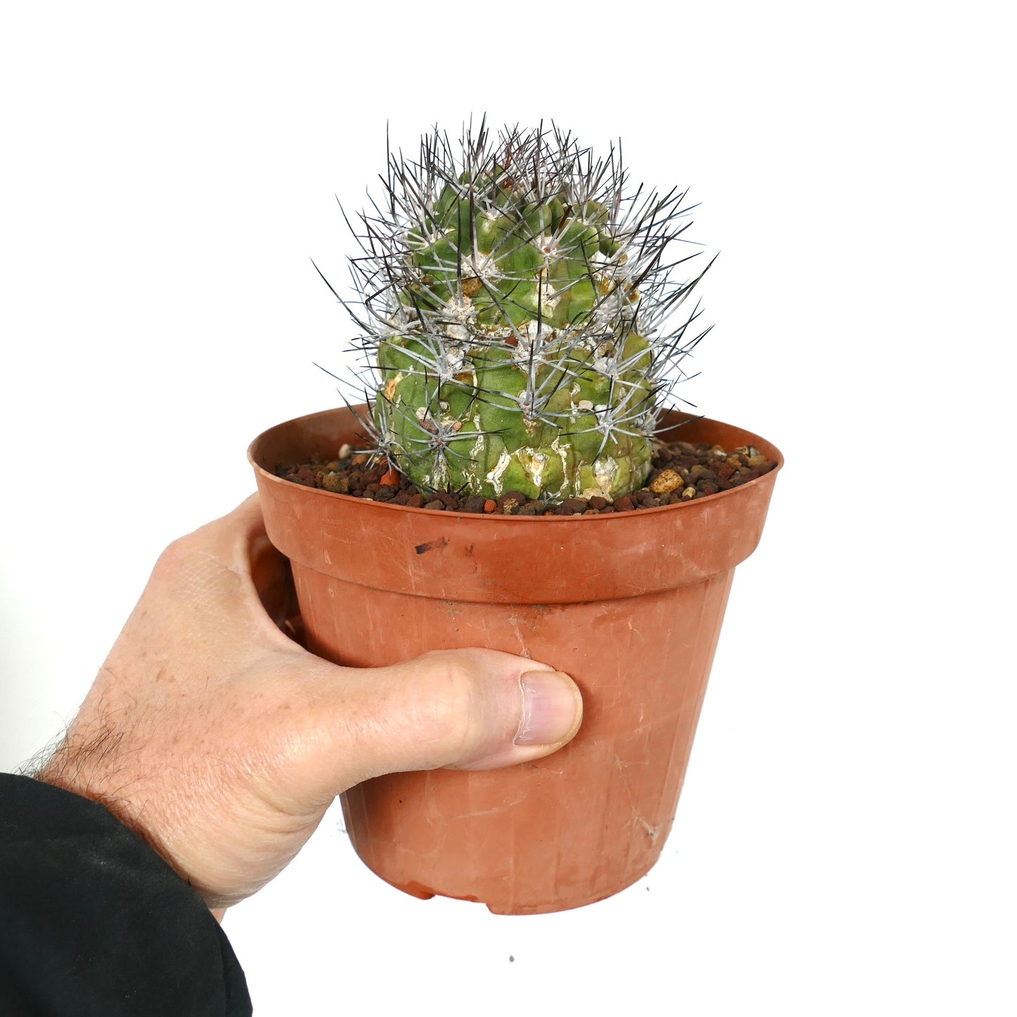 Neowerdermannia chilensis var. putrensis kleine groene cactus met lange donkere stekels in pot