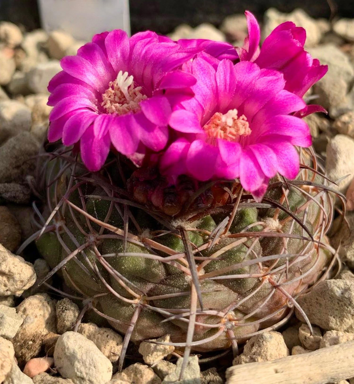 เนโอเวอร์เดอร์มานเนีย วอร์แวร์คี ไม้กระบองเพชรขนาดเล็กมีดอกสีชมพูสดใสและหนามโค้งบนดินหิน