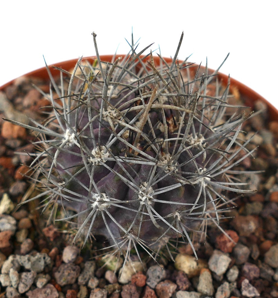Neporteria echinus rare purple cactus with long gray spines and textured surface