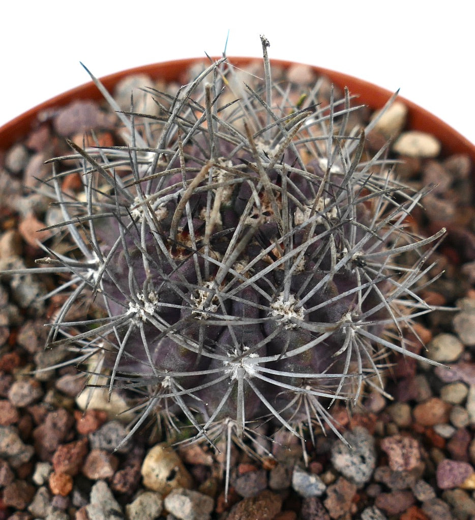 Neporteria echinus dark purple cactus with long gray spines and rounded body