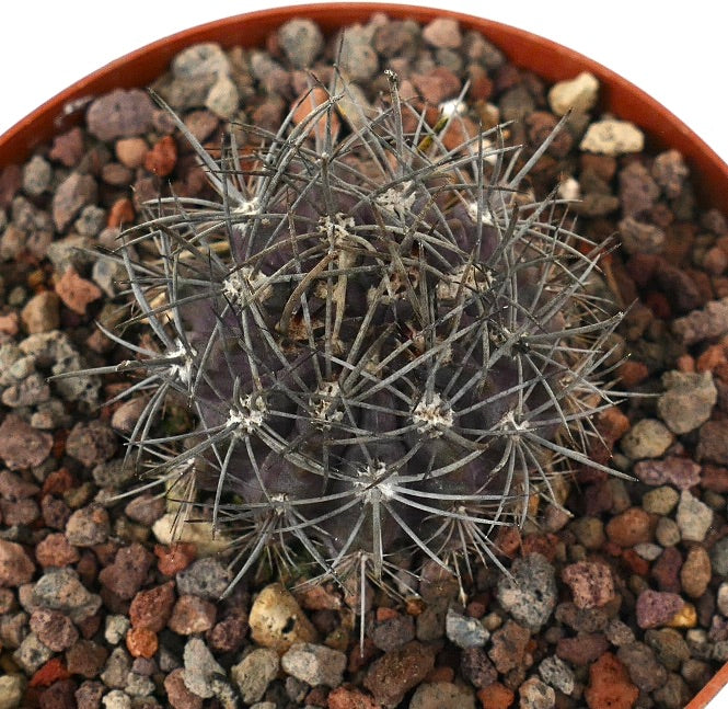 Neporteria echinus dark purple cactus with long gray spines in rocky soil