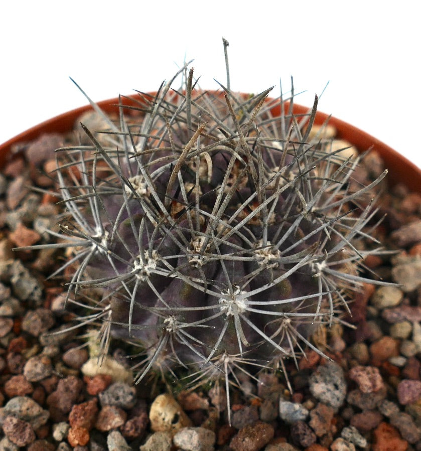 Neporteria echinus small dark purple cactus with long gray spines in rocky soil