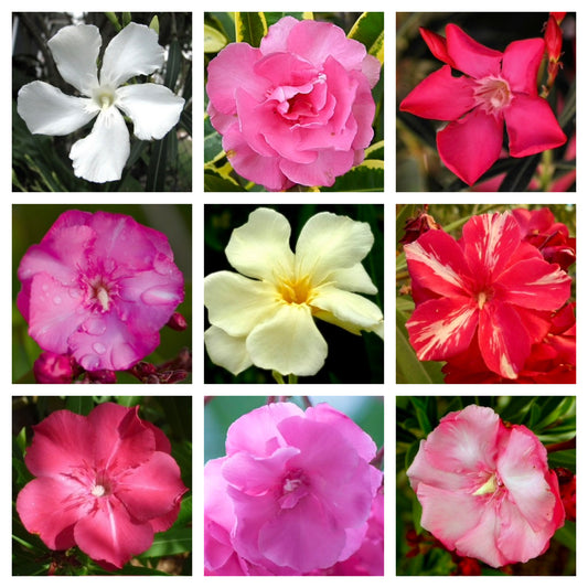 Nerium oleander vibrant mixed color flowers with delicate petals and lush green foliage