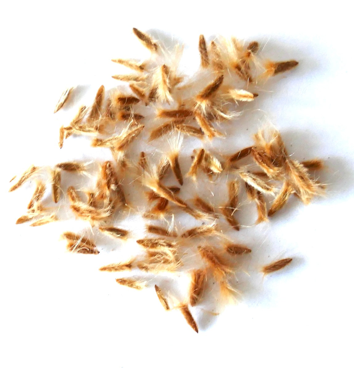 Nerium oleander seeds with fluffy appendages for wind dispersal on white background