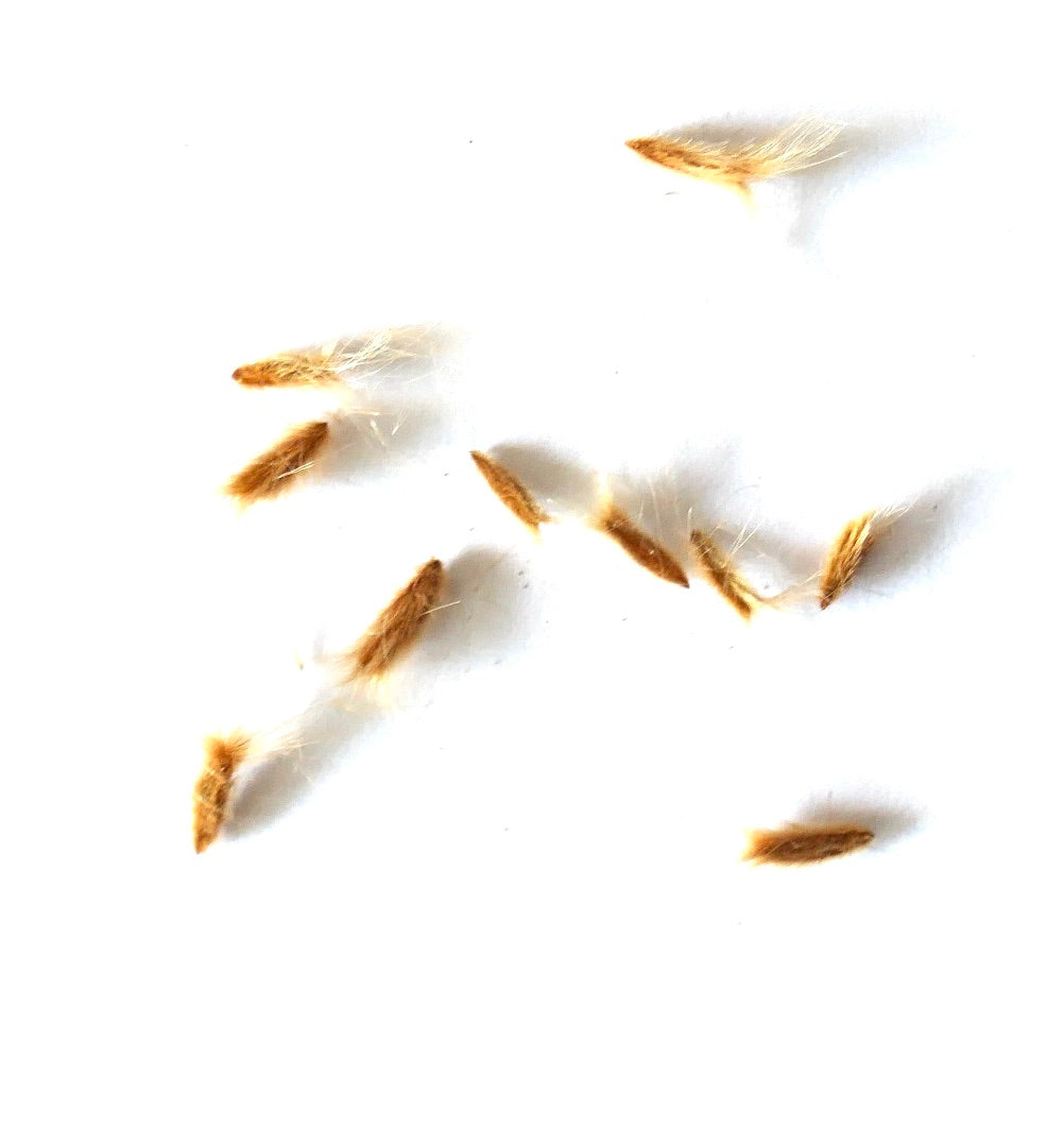 Nerium oleander seeds with fine hair tufts on white background for planting