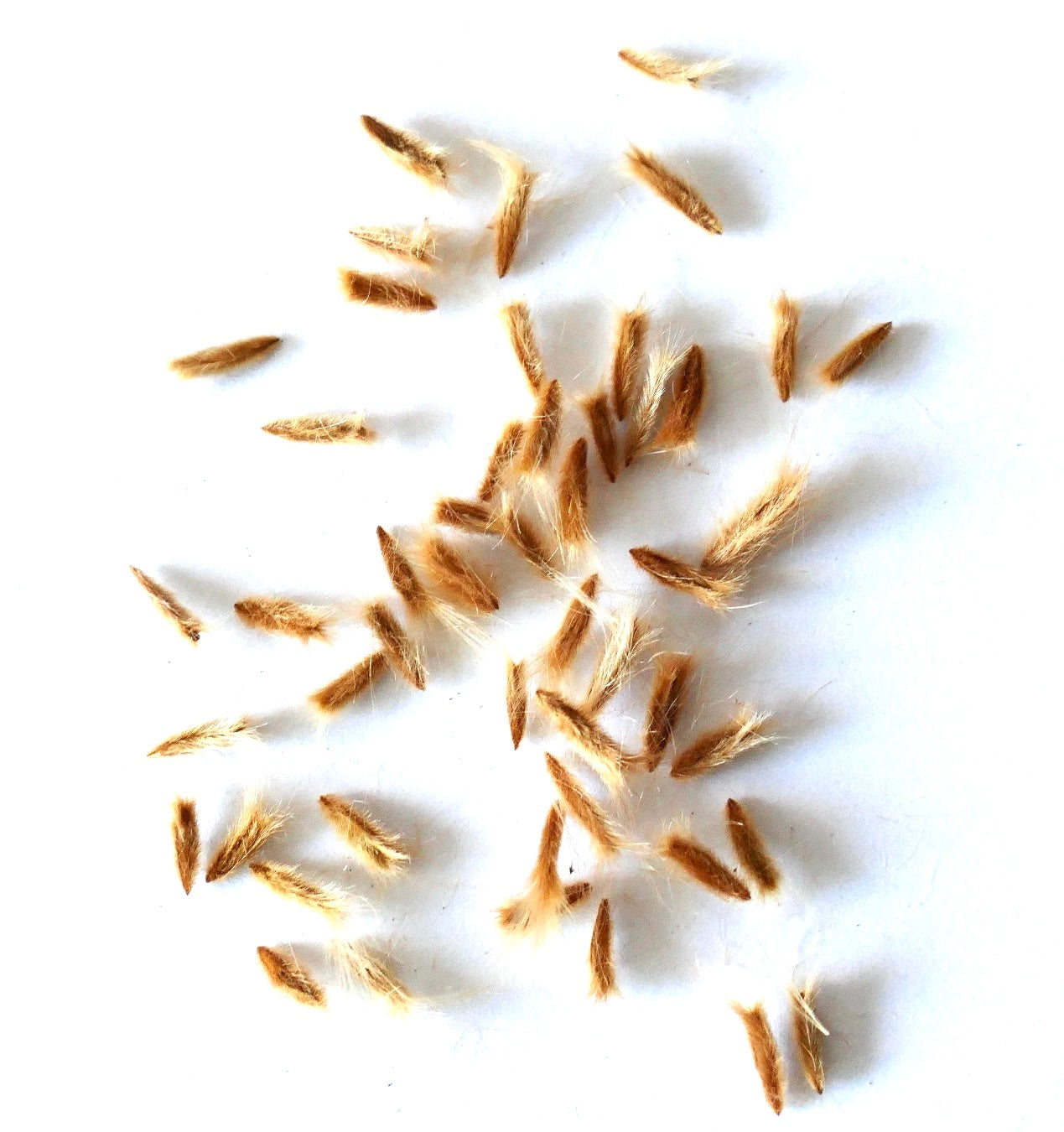 Nerium oleander seeds with fuzzy brown husks scattered on white background