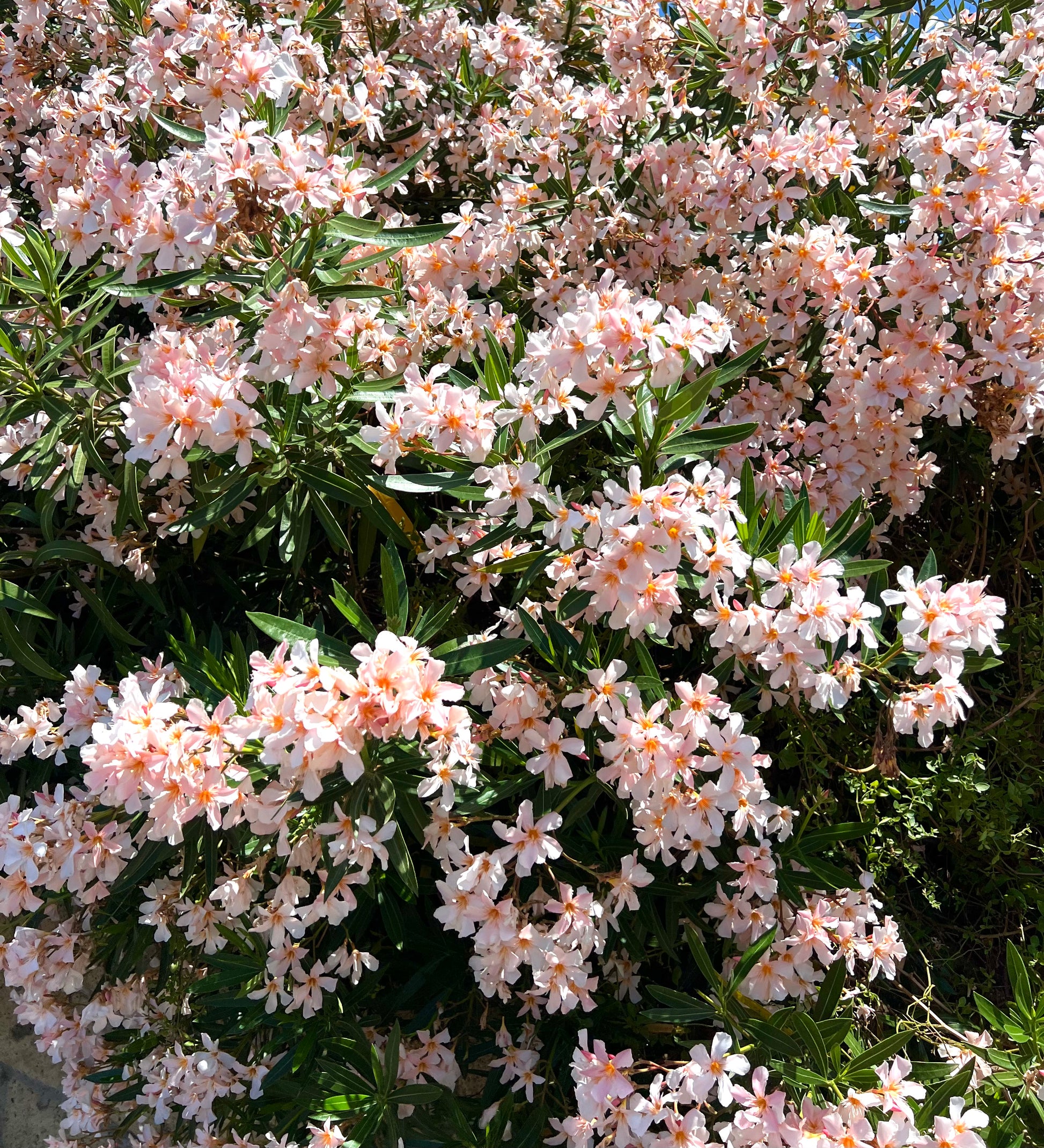 Nerium oleander dichter Strauch mit zahlreichen blass lachsfarbenen Blüten und glänzenden grünen Blättern