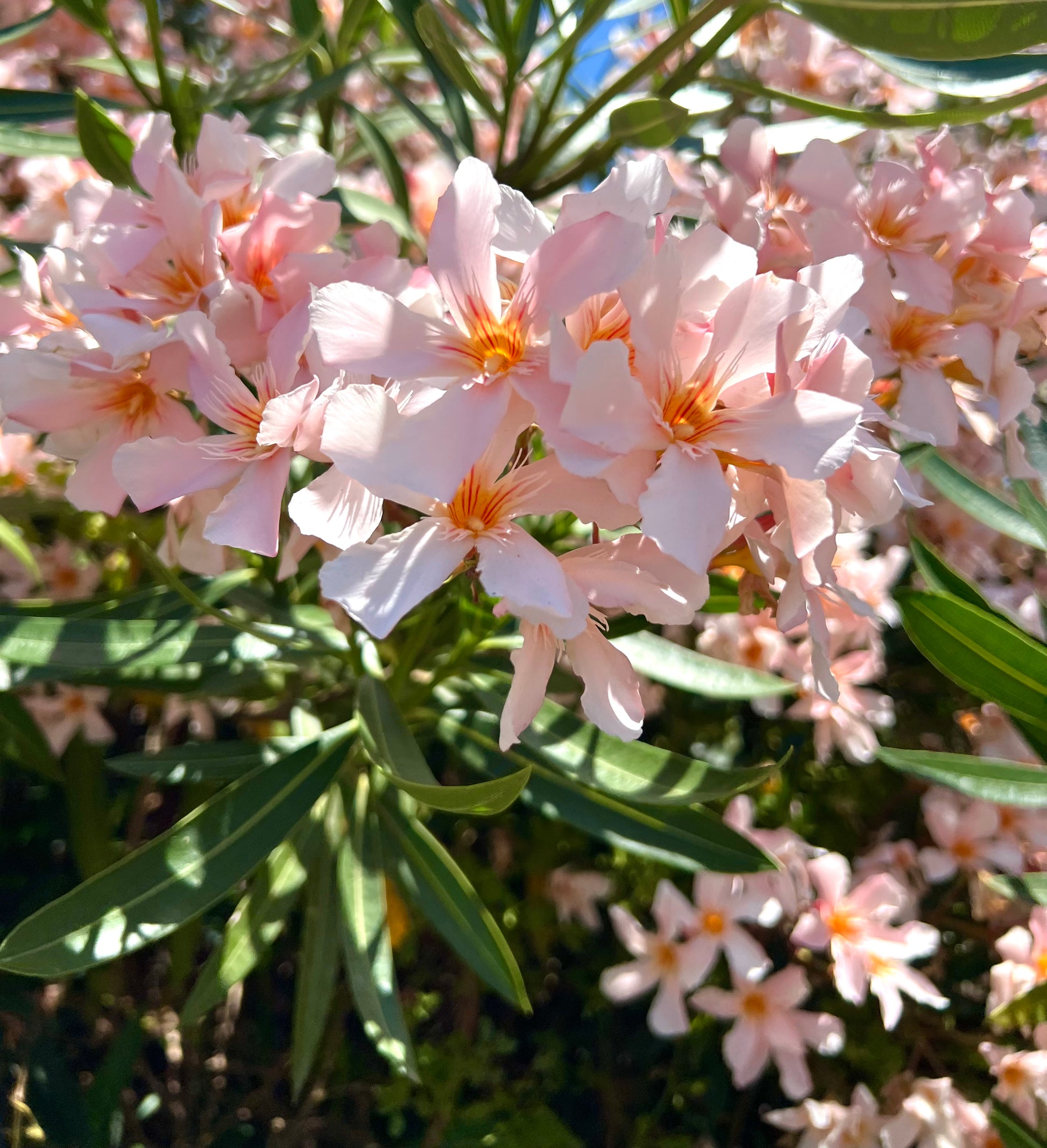 Nerium oleander zarte, blass lachsfarbene Blüten mit länglichen grünen Blättern, die im Freien blühen