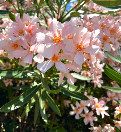 Nerium oleander zarte, blass lachsfarbene Blüten mit länglichen grünen Blättern, die im Freien blühen