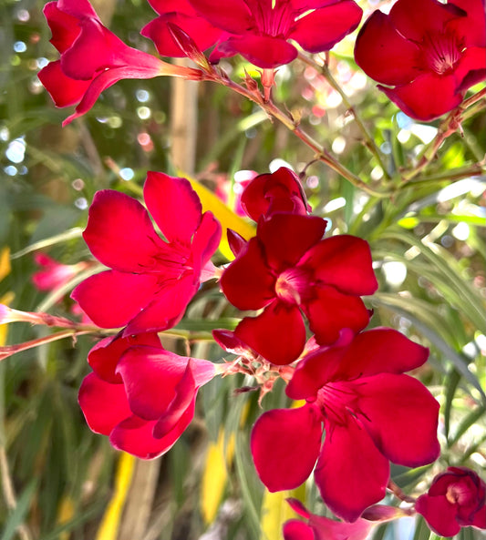 Nerium oleander cv Manzoni vibrant red-pink clustered flowers with slender green leaves