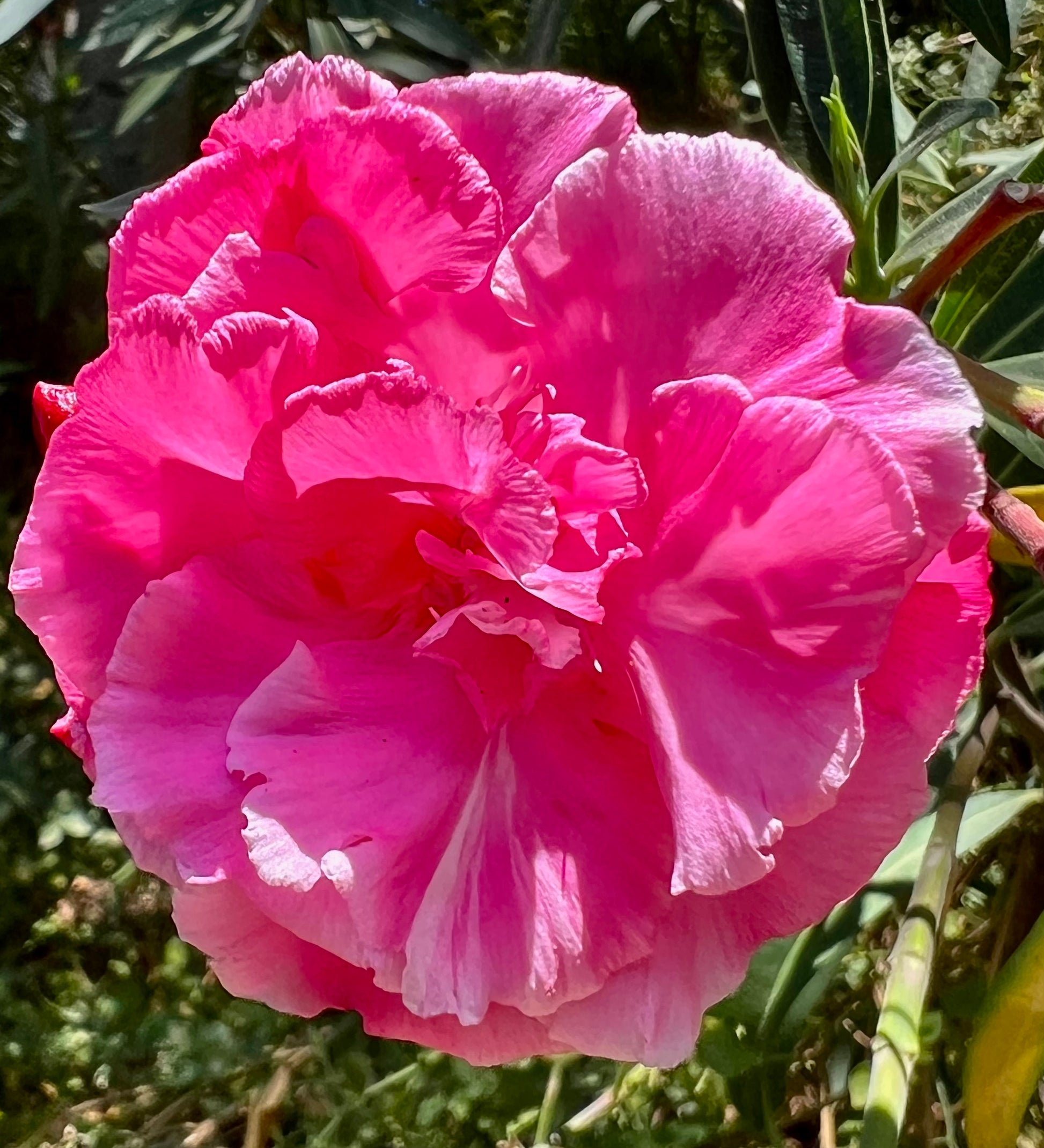 Nerium oleander cv "LOREDANA" dark pink ruffled double flower with glossy green leaves