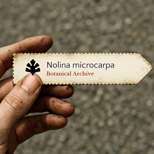 Printed botanical archive label for Nolina microcarpa held by dirty hand